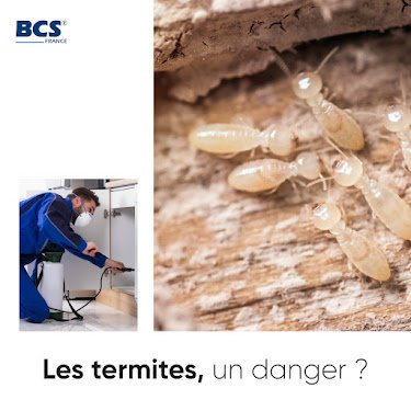 BCS France-Toulouse - Entretien et rénovation de l'habitat — Dératisation à Toulouse