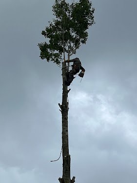 Bois D Hiver Abattage et Elagage d'arbres — Élagueur à Paris