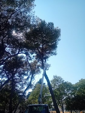 WP Elagueur Toulon — Jardinier à Marseille