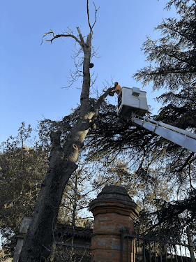 DD Elagage — Jardinier à Toulouse