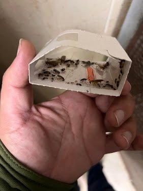 Expert Paca Nuisibles — Désinsectisation à Marseille