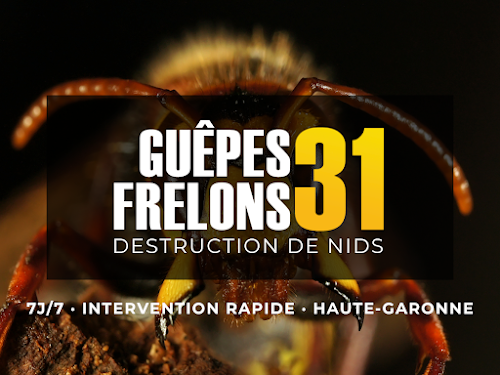 Guêpes Frelons 31 — Dératisation à Toulouse