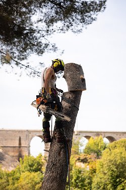 Rabatel Élagage — Élagueur à Marseille