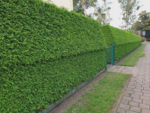 Bricojardin31 – Jardinier & Paysagiste Toulouse | Élagage & Abattage — Jardinier à Toulouse