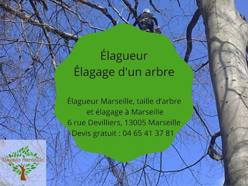 Élagueur Marseille, taille d’arbre et élagage à Marseille — Élagueur à Marseille